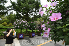 충북 미동산수목원서 무궁화꽃 보며 힐링해요