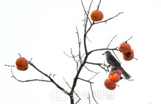 까치밥 먹는 직박구리