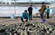 폭설 피해로 폐기되는 다육식물