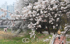 활짝 핀 청주 가경천 살구꽃