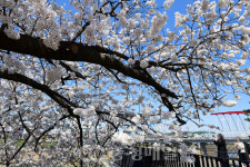 꽃망울 터트린 청주 무심천 벚꽃