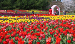 활짝 핀 청주 문암생태공원 튤립