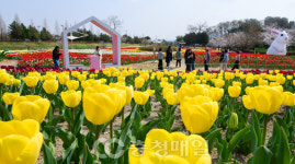 활짝 핀 청주 문암생태공원 튤립