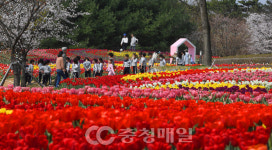 활짝 핀 청주 문암생태공원 튤립