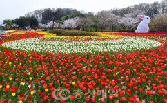 활짝 핀 청주 문암생태공원 튤립