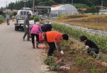 청주 남일면 고은리 마을회, 연산홍 식재