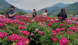 충북 충주시 수안보면 주민자치위, 주민과 함께 조성한 작약꽃 만발