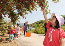 충북 충주시 소태면, 제13회 소탱이골 보리수길 걷기 및 열매 따기 행사 운영