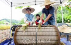 청주 황금 밀밭 소풍에 나선 나들이객