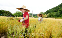 청주 황금 밀밭 소풍에 나선 나들이객