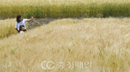 청주 황금 밀밭 소풍에 나선 나들이객