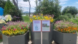 세종호수·중앙공원에서 버들마편초 감상하세요!