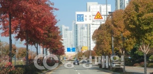 세종시, 도심 내 미세먼지 줄이는 명품 가로수길 조성