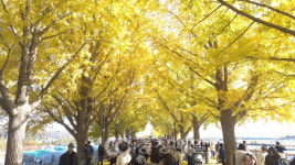 충남 아산 곡교천 은행나무길 황금빛 가을 정취 절정