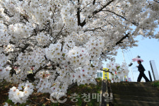 만개한 청주 무심천 벚꽃