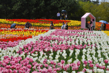 활짝 핀 청주 문암생태공원 튤립