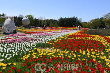활짝 핀 청주 문암생태공원 튤립