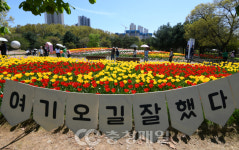 활짝 핀 청주 문암생태공원 튤립