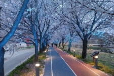 벚꽃길에 감성 한 스푼… 음성 응천공원, 65억 투입해 특급 변신