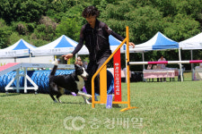 충북보건과학대, 반려동물축제 학교종이 댕댕댕 성황