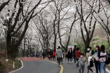 신안그룹 리베라CC, 가족·이웃·소통·나눔을 주제로 벚꽃 축제 행사 개최