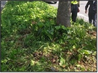울산시, 번영로 중앙분리대 녹지대 정비