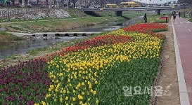 안산시, 봄향기 가득한 안산천 꽃길 걸어볼까