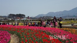 고성군농업기술센터 플라워가든 만개