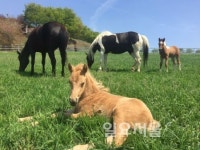 경기도 축산진흥센터, 한라마 망아지 연이어 출산기쁨 두배