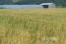 축산조사료 파종에 날린 종자, 밀ㆍ보리 농가 피해 입혀