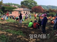 양주시 양주1동 주민자치위원회 감자 캐기 체험행사 실시