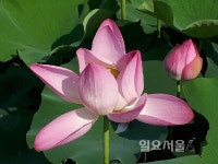 하동군, 진교면 사기마을 3만 4700㎡ 연꽃단지 장관