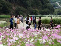 하동군 북천들판 40만㎡ 코스모스 메밀꽃으로 물든다