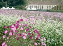 하동 북천 코스모스·메밀꽃 축제 개막