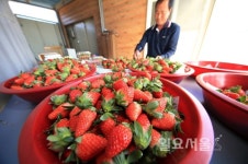 새콤달콤 딸기 수확 한창