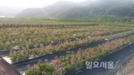 경남도 약용자원연구소, 지황 품종 다강 보급 확대