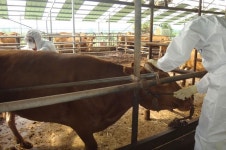 해남군, 소 브루셀라 일제검사 실시