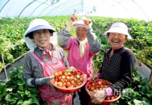 진주시, 신선농산물 생산시설 현대화에 114억원 투입