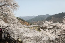 환상적인 꽃터널 이룬 하동 십리벚꽃길