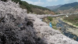 주말 하동서 벚꽃·봄나물·딸기축제 열린다