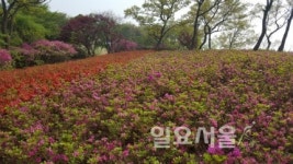 파주 월롱산 정상 철쭉 만개