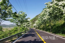 의령 이팝나무 가로수 꽃길 절정