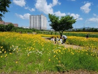 경산시, 남천둔치 황금빛 금계국과 야생화 절정