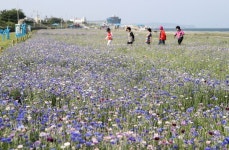 포항 형산강변, 수레국화 활짝