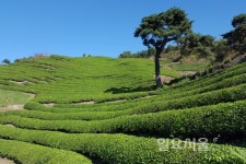 화개동천 야생차밭·섬호정에서 본 섬진강하동 10景에