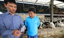 산청군, 젖소 배속 IoT 캡슐로 축사 관리 OK