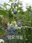 파주 민통선 블루베리