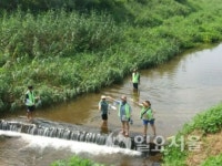 생태하천 복원을 위해 다슬기 방류