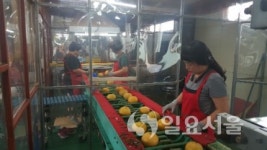 양주시, 조생종 햇배 수출길 올라