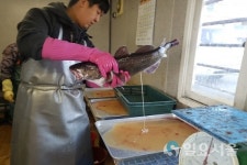 고성군, 겨울철 회귀성 고급어종 대구 인공수정란 방류